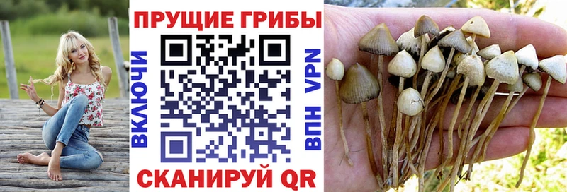 где найти наркотики  Светлогорск  Галлюциногенные грибы мицелий 